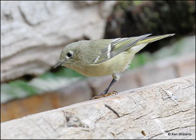 Ruby-crowned Kinglet, Sandia Peak, NM, 8-25-2023_4494Dz.jpg