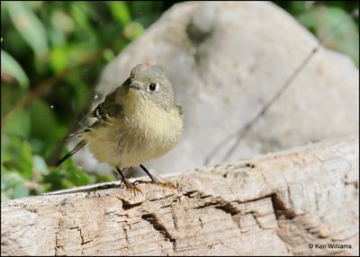 Ruby-crowned Kinglet, Sandia Peak, NM, 8-25-2023_4557Dz.jpg