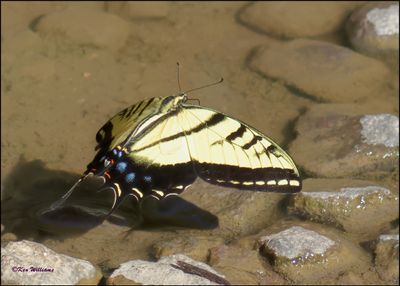 Two-tailed Swallowtail, Paradise, AZ, 8-29-2023_4058Dz.jpg