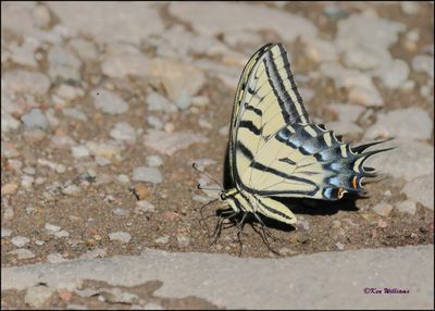 Two-tailed Swallowtail, Paradise, AZ, 8-29-2023_4108Dz.jpg