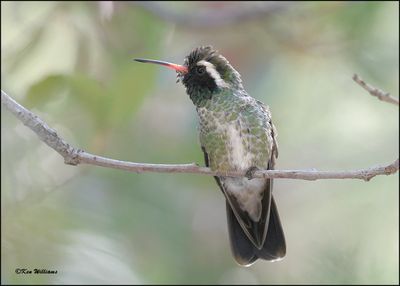 White-eared Hummingbird, Beatty's, Miller Canyon, AZ, 8-31-2023_8388Dz.jpg