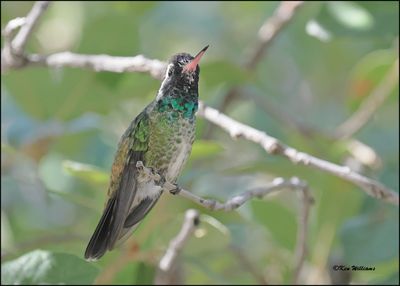White-eared Hummingbird, Beatty's, Miller Canyon, AZ, 8-31-2023_8419Dz.jpg