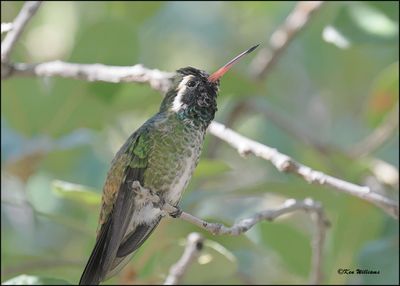 White-eared Hummingbird, Beatty's, Miller Canyon, AZ, 8-31-2023_8421Dz.jpg
