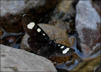 Moths