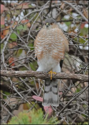 Sharp-chinned Hawk, Rogers Co yard, OK, 11-21-202_5835Dz.jpg