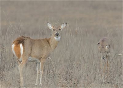 White-tailed Deer doe, Osage Co, OK, 12-13-2023_8075D-z.jpg