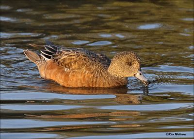 American Wigeon female, S. Padre Island, TX, 1-13-2024_6500Dz.jpg