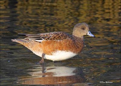 American Wigeon female, S. Padre Island, TX, 1-13-2024_6523Dz.jpg