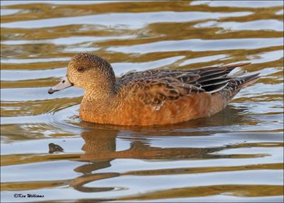 American Wigeon female, S. Padre Island, TX, 1-13-2024_6567Dz.jpg