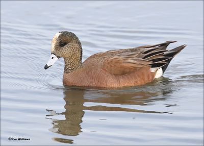 American Wigeon male, S. Padre Island, TX, 1-13-2024_2769Dz.jpg