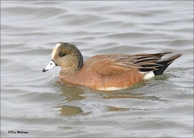 American Wigeon male, S. Padre Island, TX, 1-13-2024_2816Dz.jpg