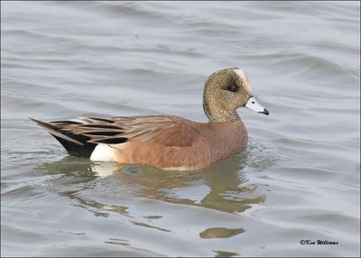American Wigeon male, S. Padre Island, TX, 1-13-2024_3047Dz.jpg