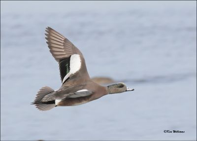 American Wigeon male, S. Padre Island, TX, 1-13-2024_3519Dz.jpg