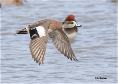 American Wigeon male, S. Padre Island, TX, 1-13-2024_3804Dz.jpg