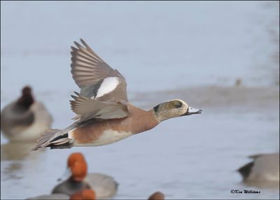 American Wigeon male, S. Padre Island, TX, 1-13-2024_3815Dz.jpg
