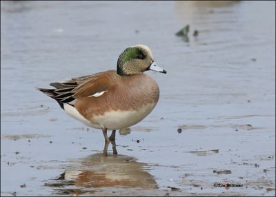 American Wigeon male, S. Padre Island, TX, 1-13-2024_4401Dz.jpg