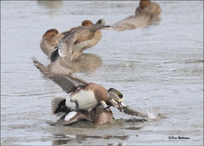 American Wigeon males fighting, S. Padre Island, TX, 1-13-2024_3749Dz.jpg