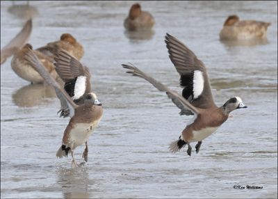 American Wigeon males fighting, S. Padre Island, TX, 1-13-2024_3751Dz.jpg