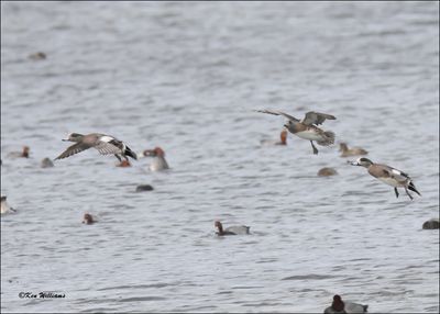 American Wigeon males fighting, S. Padre Island, TX, 1-13-2024_3791Dz.jpg