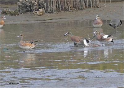 American Wigeon males fighting, S. Padre Island, TX, 1-13-2024_3926Dz.jpg