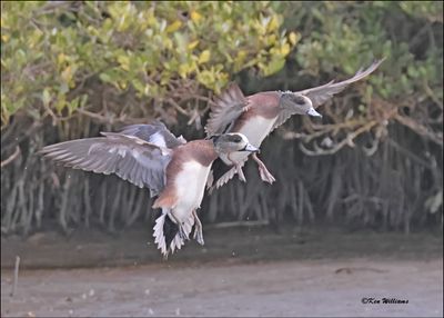 American Wigeon males, S. Padre Island, TX, 1-13-2024_3925Dz.jpg