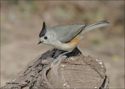 Black-crested Titmouse