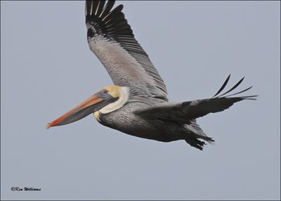 Brown Pelican