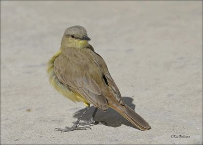 Cattle Tyrant, Corpus Christi, TX, 1-16-2024_9223Dz.jpg