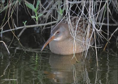 Clapper Rail, S. Padre Island, TX, 1-12-2024_1901Dz.jpg