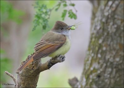Dusky-capped Flycatcher