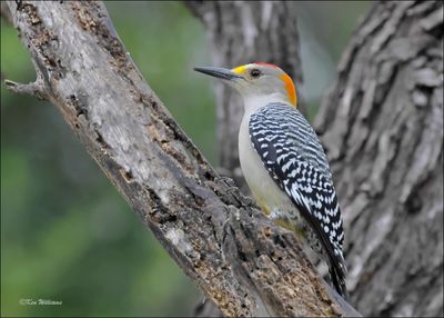 Golden-fronted Woodpecker male, Salineno, TX, 1-15-2024_8856Dz.jpg