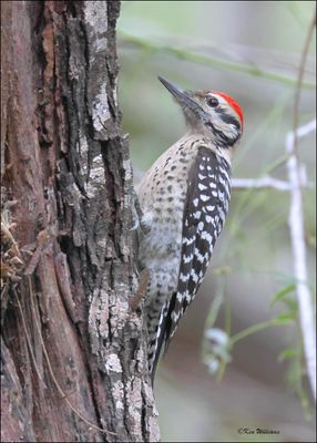 : Ladder-backed Woodpecker :