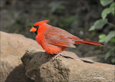 :Cardinals: