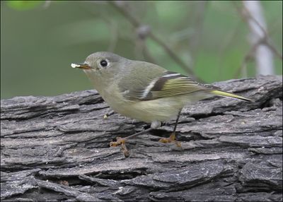 Ruby-crowned Kinglet, Salineno, TX, 1-15-2024_8809Dz.jpg