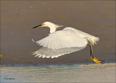 Snowy Egret