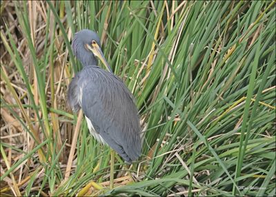 Tricolored Heron