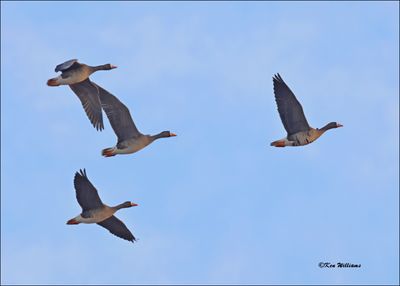 :Greater White-fronted Geese: