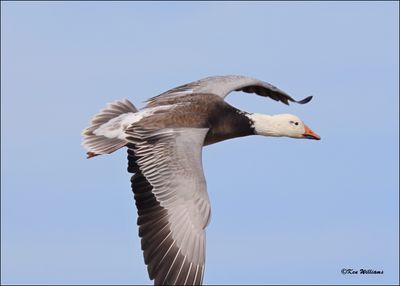 Snow Geese dark morph adult, Sequoyah NWR, OK, 2-21-2024_3710DZ.jpg