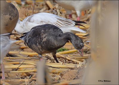 Snow Geese dark morph juvenile, Sequoyah NWR, OK, 2-21-2024_3796Dz.jpg