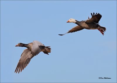 Snow Geese dark morph, Sequoyah NWR, OK, 2-21-2024_3659Dz.jpg