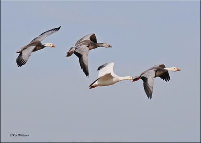 Snow Geese, Sequoyah NWR, OK, 2-21-2024_2799Dz.jpg