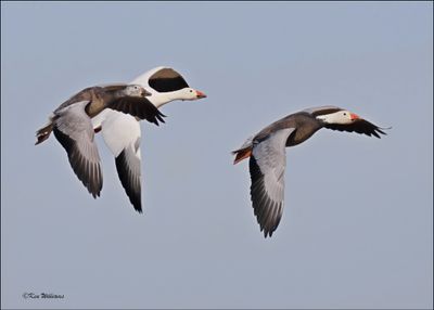 Snow Geese, Sequoyah NWR, OK, 2-21-2024_2804Dz.jpg