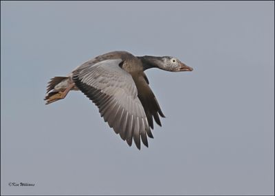 Snow Goose dark juvenile, Sequoyah NWR, OK, 2-21-2024_2740Dz.jpg