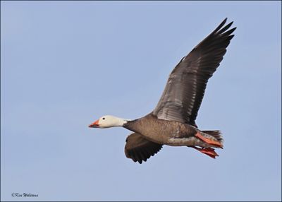 Snow Goose dark morph adult, Sequoyah NWR, OK, 2-21-2024_2815Dz.jpg