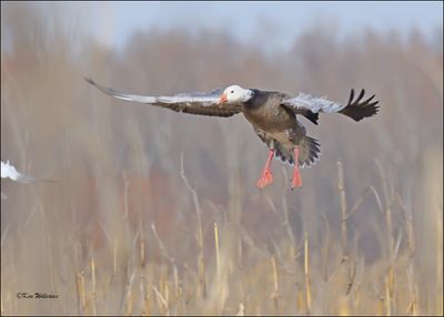 Snow Goose dark morph adult, Sequoyah NWR, OK, 2-21-2024_3596Dz.jpg