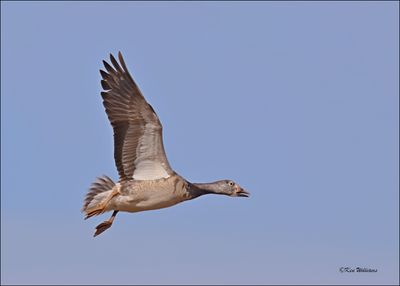 Snow Goose dark morph juveile, Sequoyah NWR, OK, 2-21-2024_3468Dz.jpg