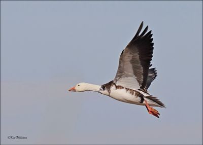 Snow Goose intermediate adult, Sequoyah NWR, OK, 2-21-2024_3039Dz.jpg