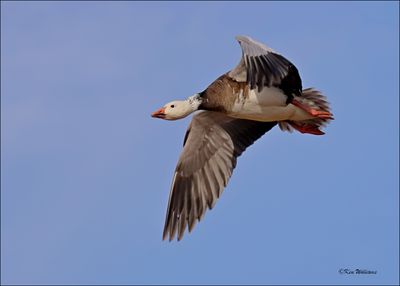 Snow Goose intermediate adult, Sequoyah NWR, OK, 2-21-2024_3204Dz.jpg