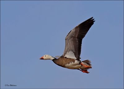 Snow Goose intermediate adult, Sequoyah NWR, OK, 2-21-2024_3217Dz.jpg