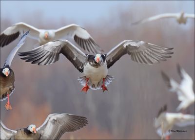 Snow Goose intermediate adult, Sequoyah NWR, OK, 2-21-2024_3301Dz.jpg